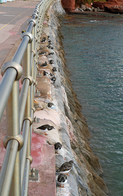 Birds at Paignton Beach