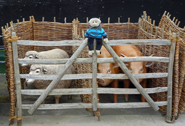 Mooch monkey at ss Great Britain in Bristol - livestock