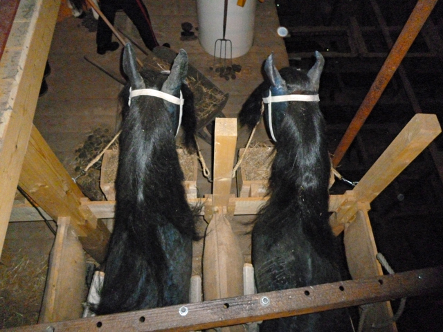 Mooch monkey at ss Great Britain in Bristol - horses in the hold