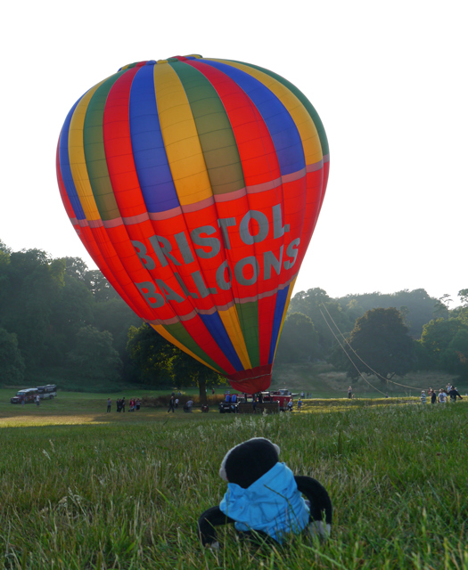 Mooch monkey watches balloons at Ashton Court