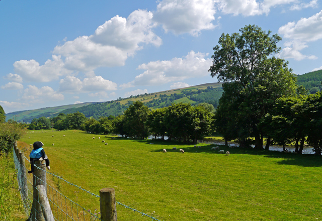 Mooch monkey enjoys Llangollen countryside