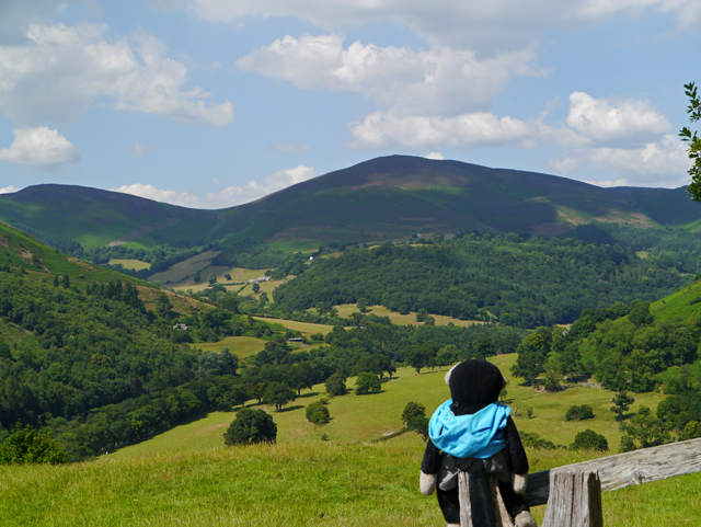 Mooch monkey enjoys Llangollen countryside