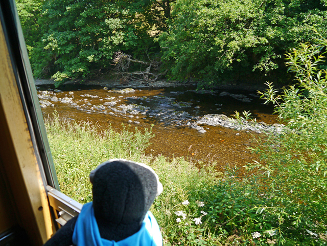 Mooch monkey at the Welshpool & Llanfair Light Railway - Welsh countryside