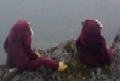 Monkeys at the top of Snowdon