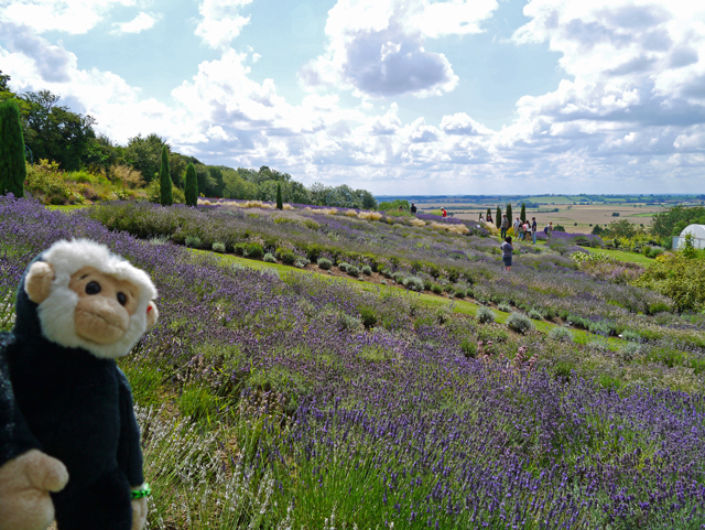 Minty Mooch monkey at Yorkshire Lavender