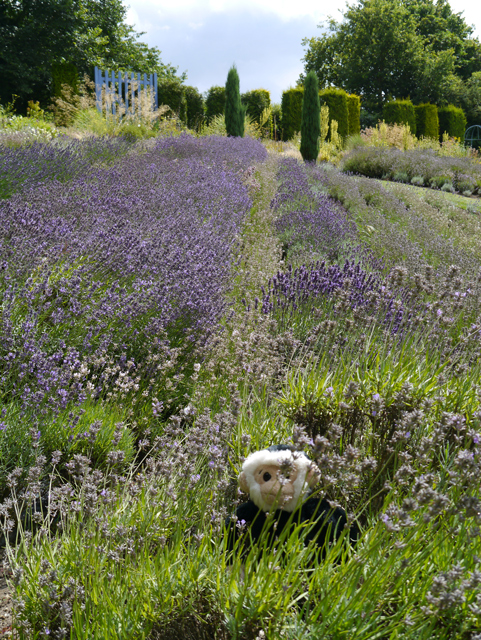 Minty Mooch monkey at Yorkshire Lavender