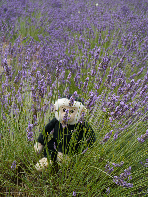 Minty Mooch monkey at Yorkshire Lavender