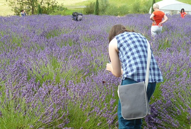 Minty Mooch monkey at Yorkshire Lavender