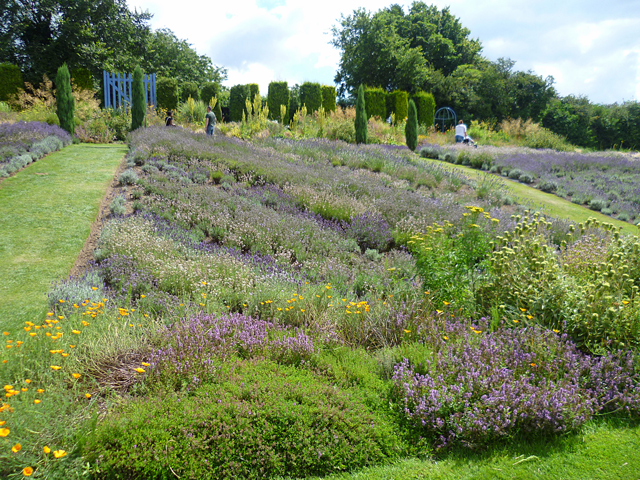 Minty Mooch monkey at Yorkshire Lavender