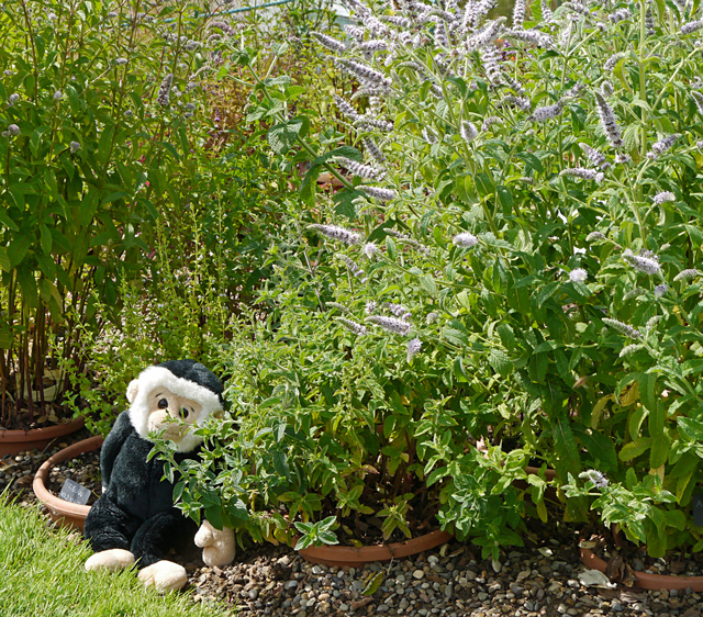 Minty Mooch monkey at Yorkshire Lavender