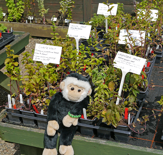 Minty Mooch monkey at Yorkshire Lavender