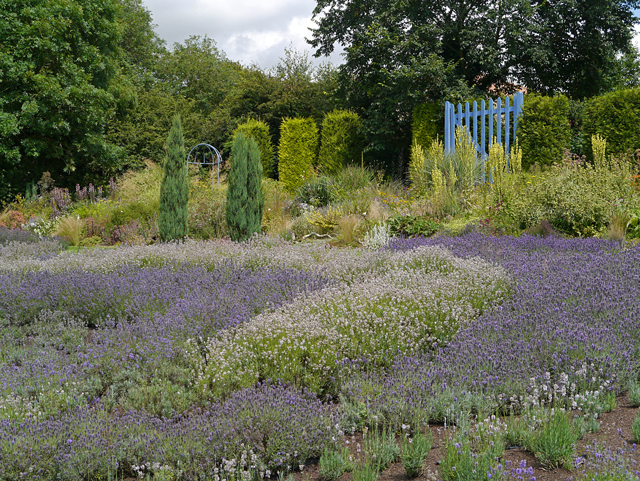 Minty Mooch monkey at Yorkshire Lavender