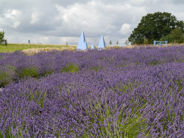 Minty Mooch monkey at Yorkshire Lavender