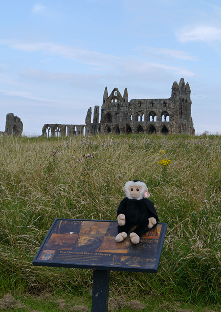 Mina Mooch monkey at Whitby Abbey