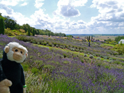 Yorkshire Lavender