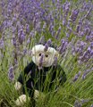 Minty Mooch visits Yorkshire Lavender